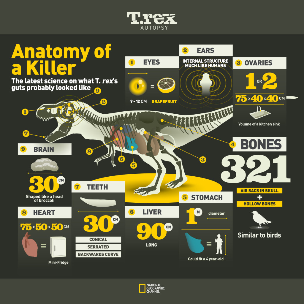 FIC - T-rex Autopsy Screening - ANATOMY